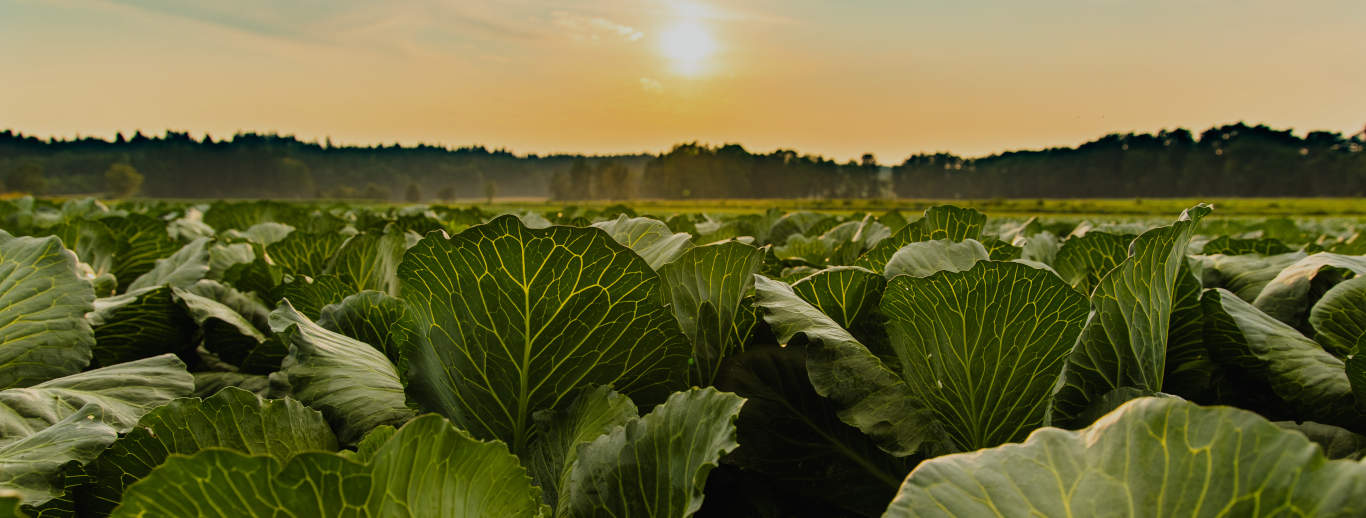https://www.test.summitagro-usa.com/wp-content/uploads/2019/09/Harvanta-cabbage-desktop.jpg
